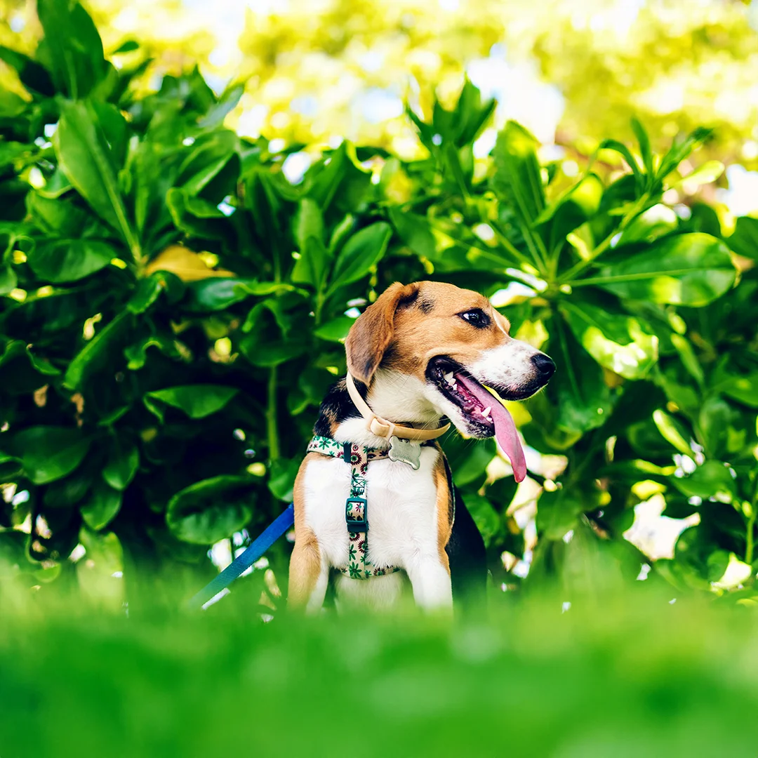 Beagle sitting in front of green bushes with tongue out.