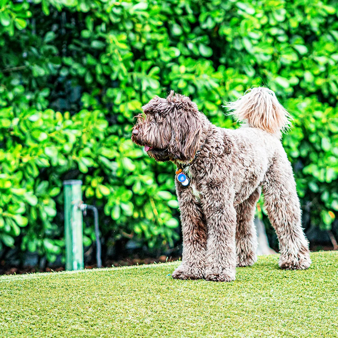 Brown Labradoodle standing on grass near green bushes.