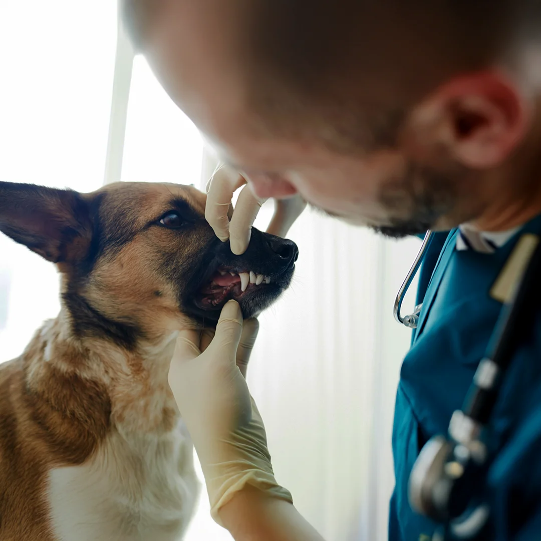 Vet examining a dog’s teeth during a dental checkup.