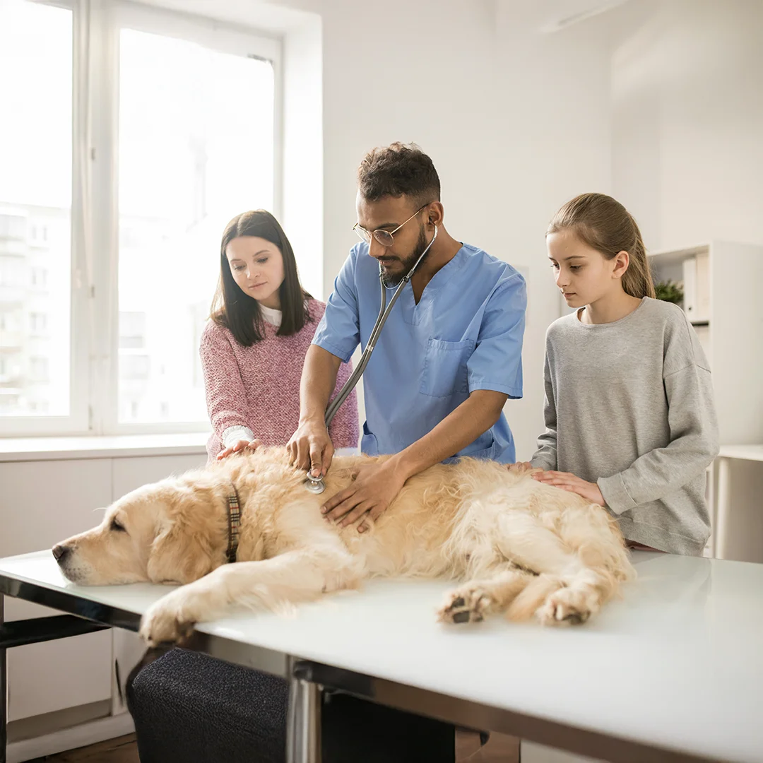 Vet listening to a senior dog’s heart as family members provide comfort.