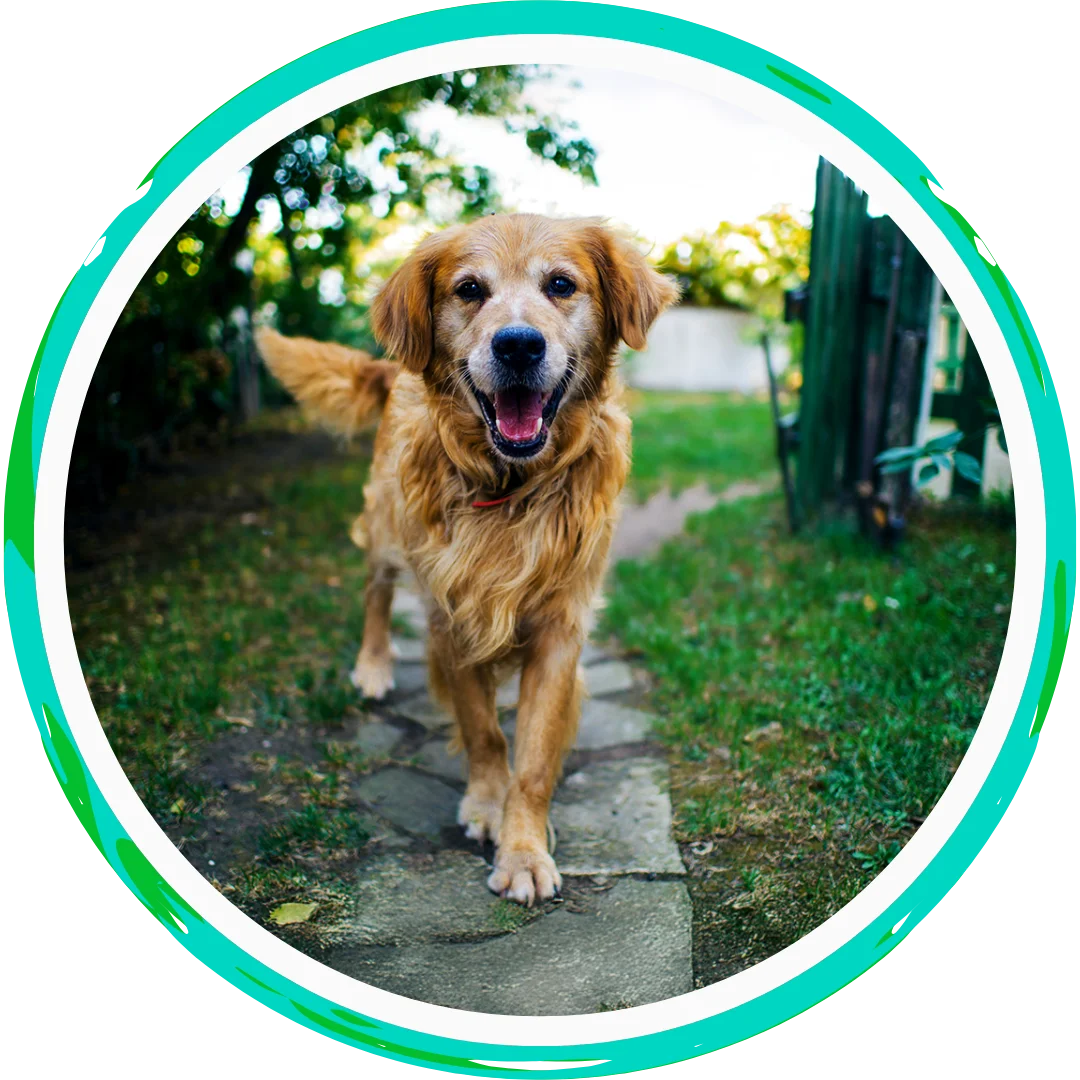 Happy golden retriever walking on a stone path outside.