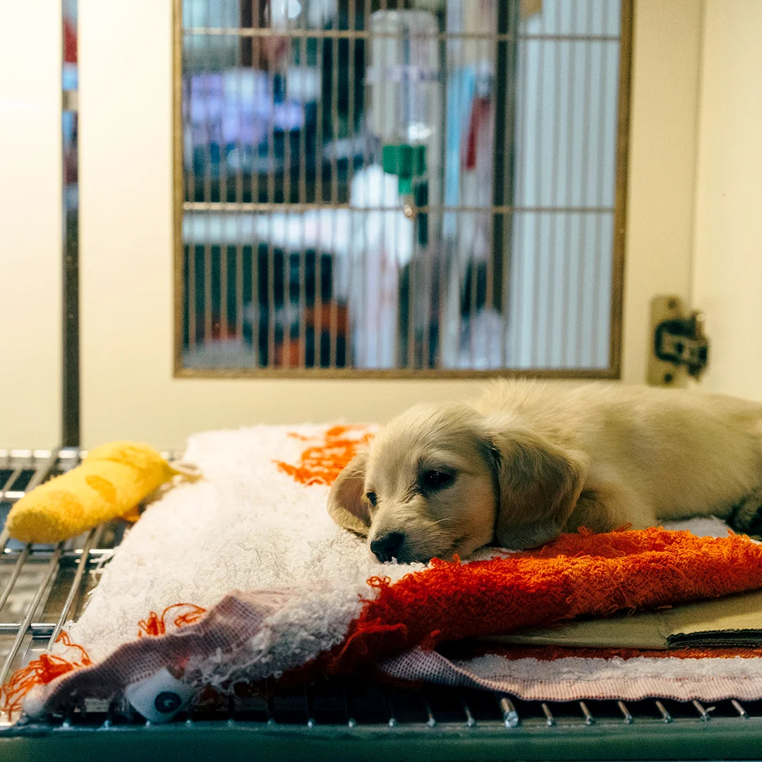 Puppy lying on blankets inside a kennel enclosure.
