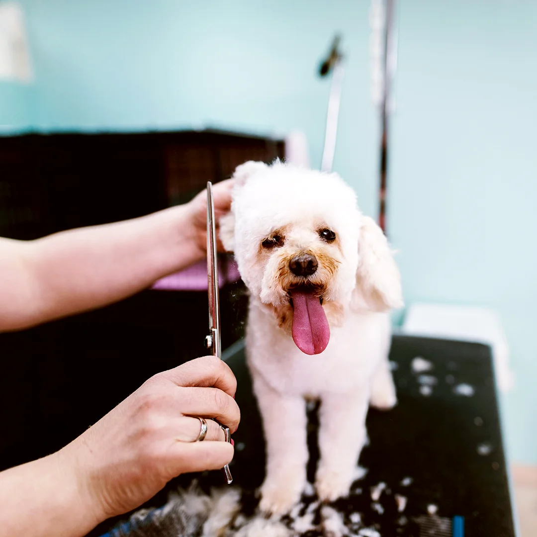 Small white dog with its tongue out being groomed with scissors.