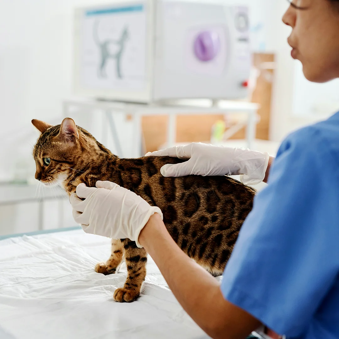Veterinarian examining a Bengal cat on a table.
