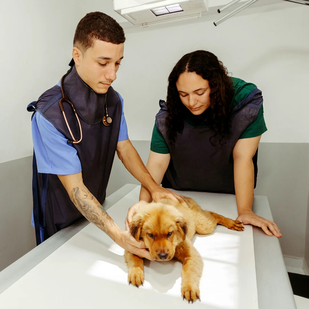 Veterinarians performing a diagnostic exam on a dog using X-ray protection gear.