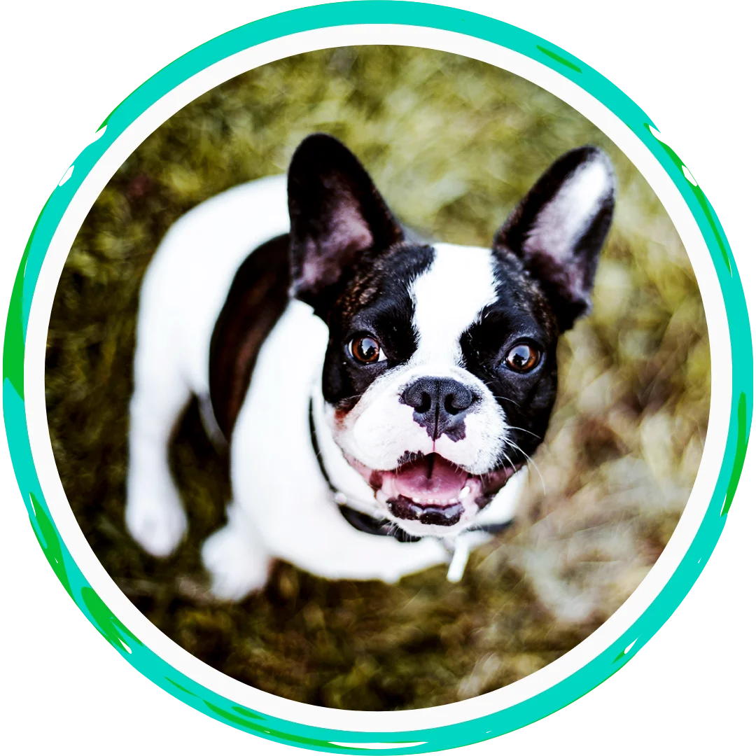 Close-up of smiling black and white French Bulldog on grass.