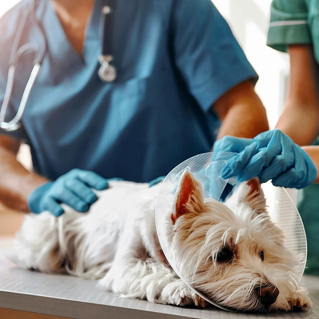 Small white dog wearing a cone rests on an exam table while veterinary staff provide care.