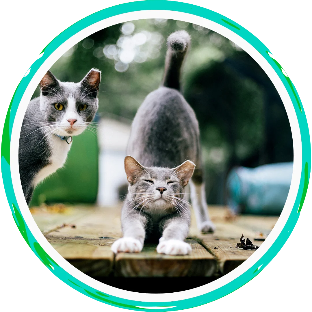 Two gray and white cats on a wooden deck, one stretching.