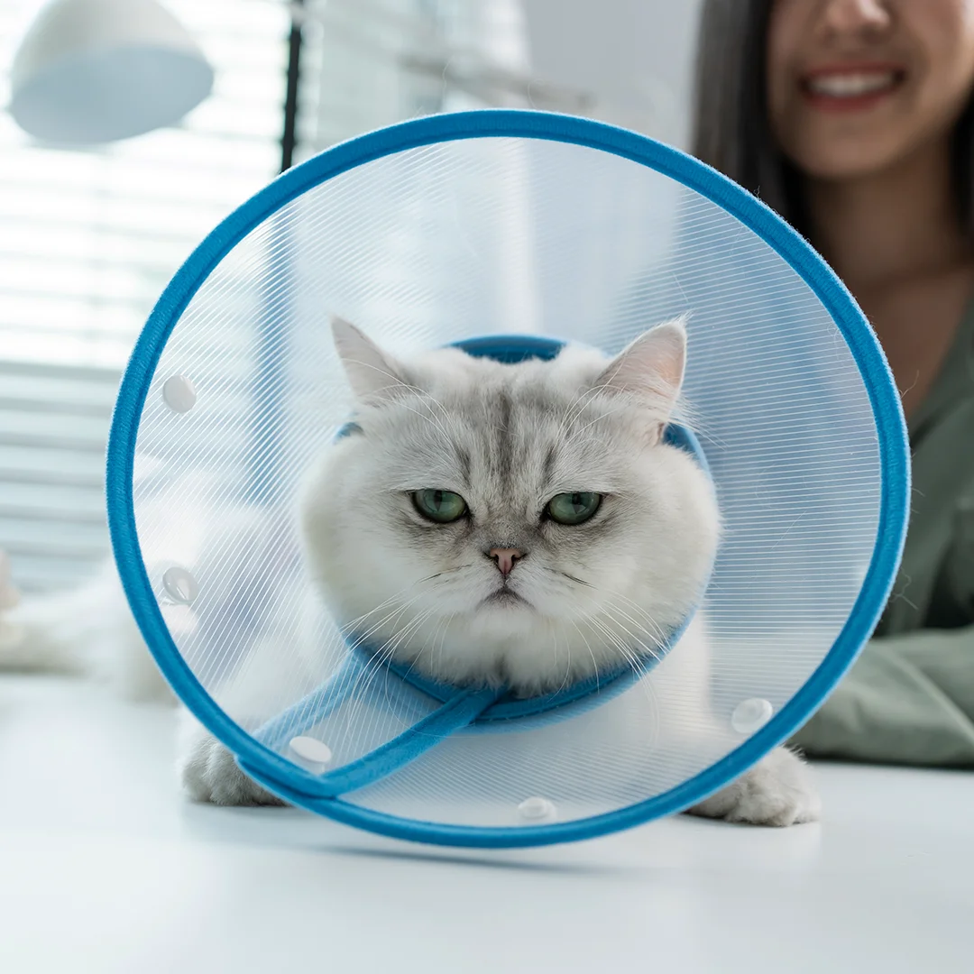 Fluffy white cat with a blue recovery cone sitting on a table next to a smiling person.