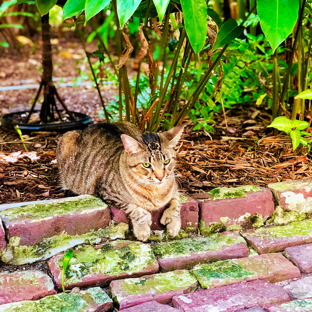 Tabby cat lying on brick wall in a shaded garden area.