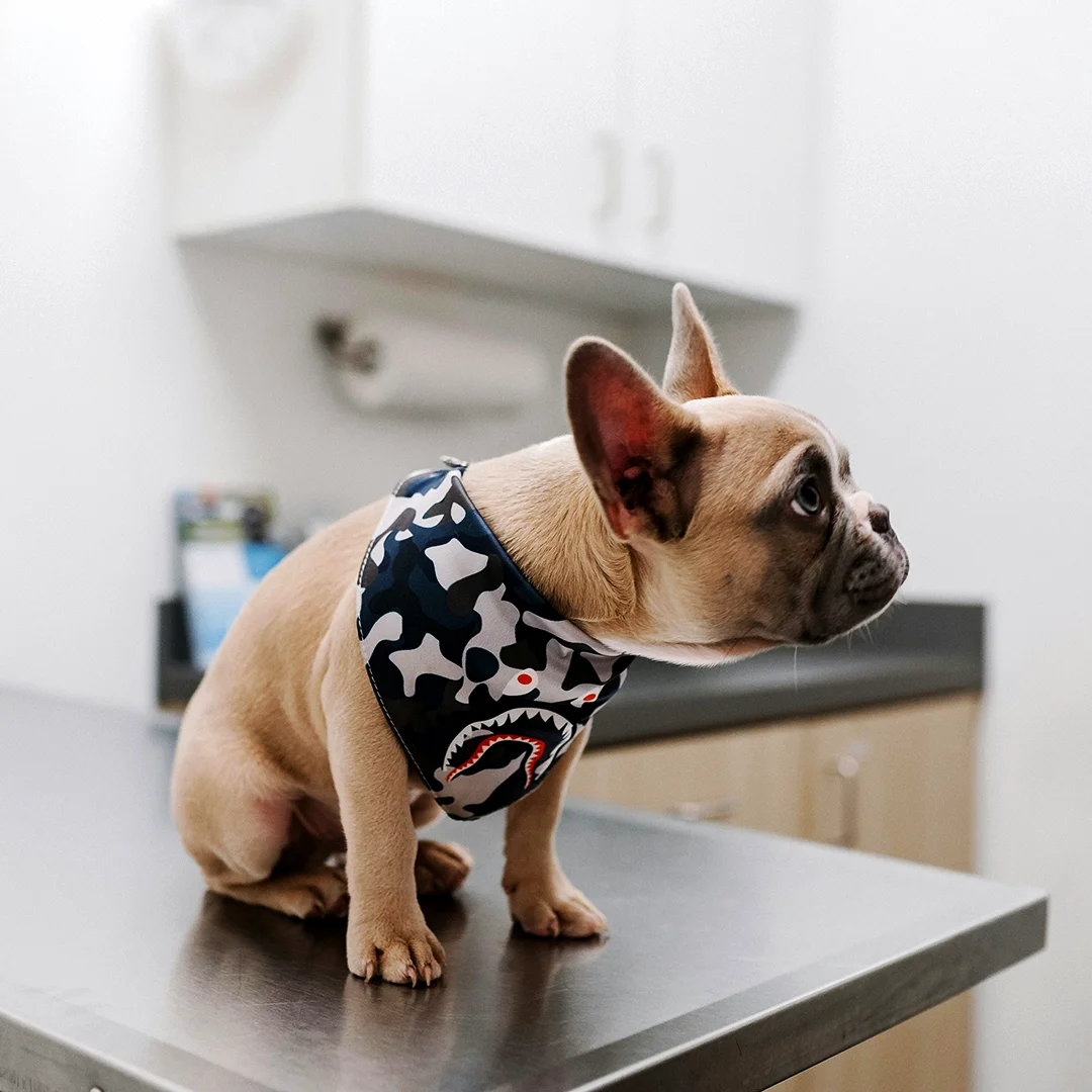 Small French Bulldog wearing a shark-themed bandana sitting on a veterinary exam table.