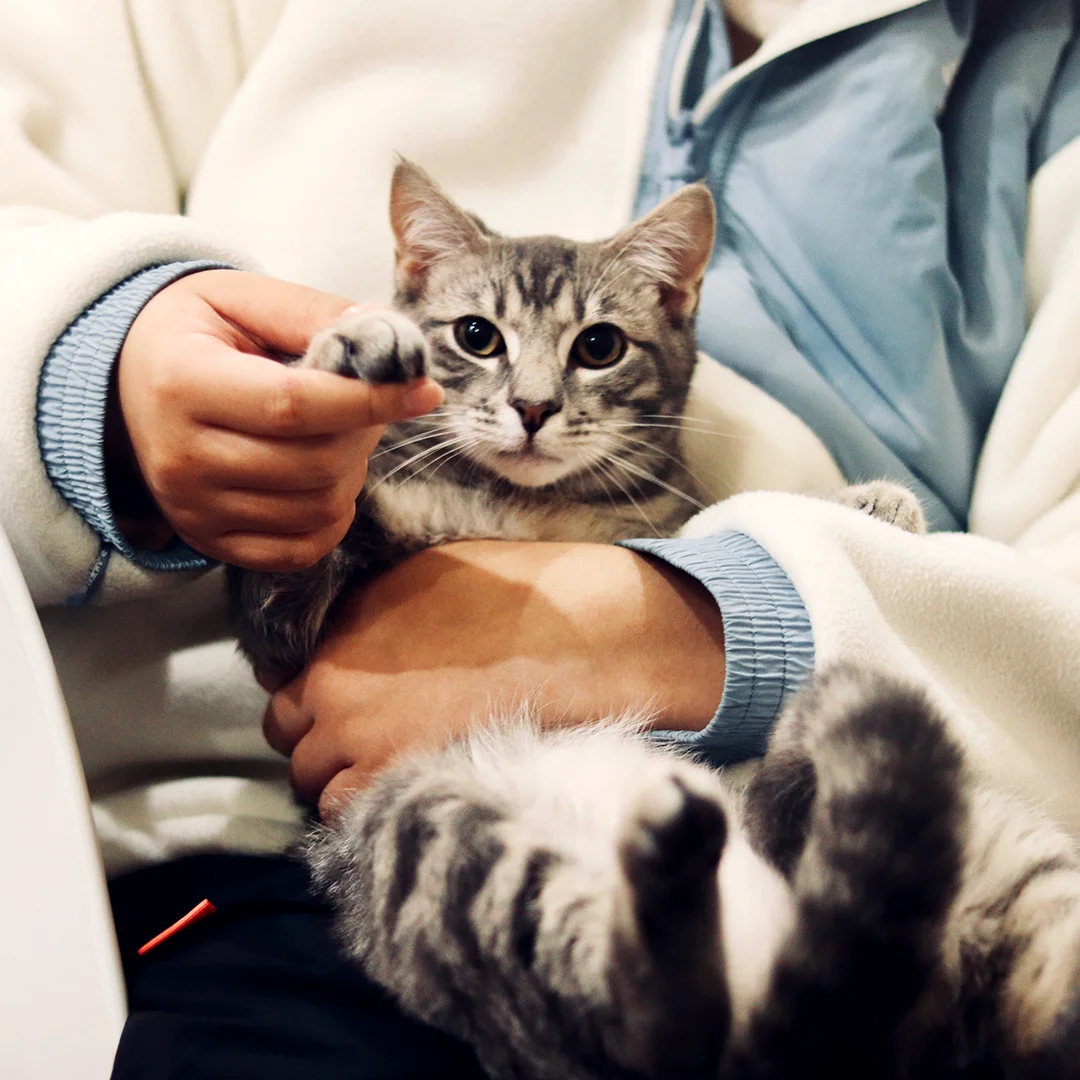 Grey tabby cat being gently held in someone’s lap, reaching out with its front paw.