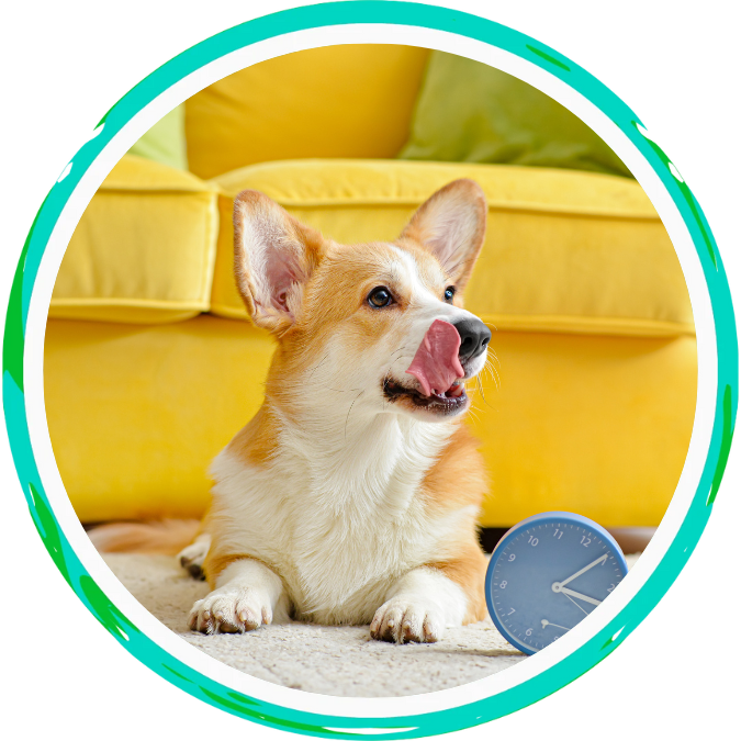 Dog with a clock