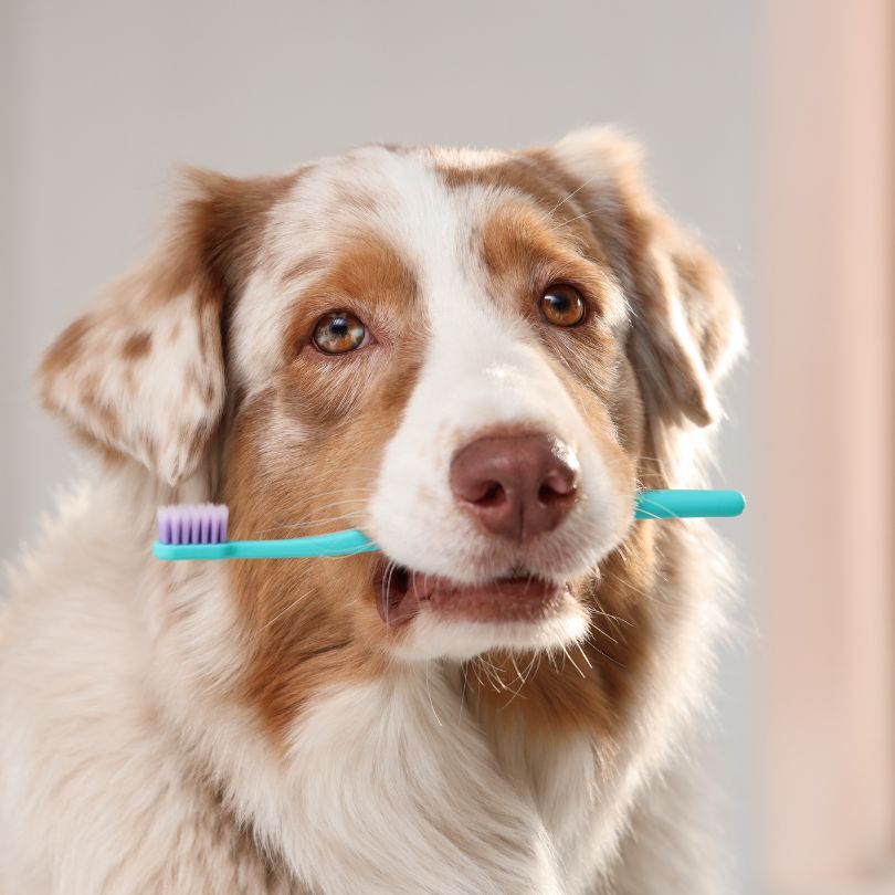 Common Signs of Pet Dental Problems