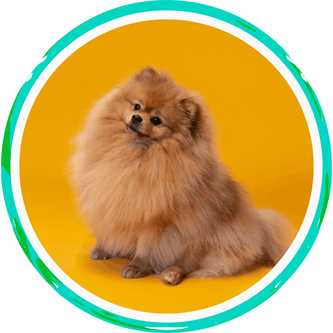 Comprehensive Veterinary Services