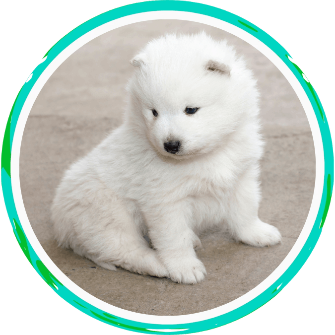 Cute-white-dog-sitting