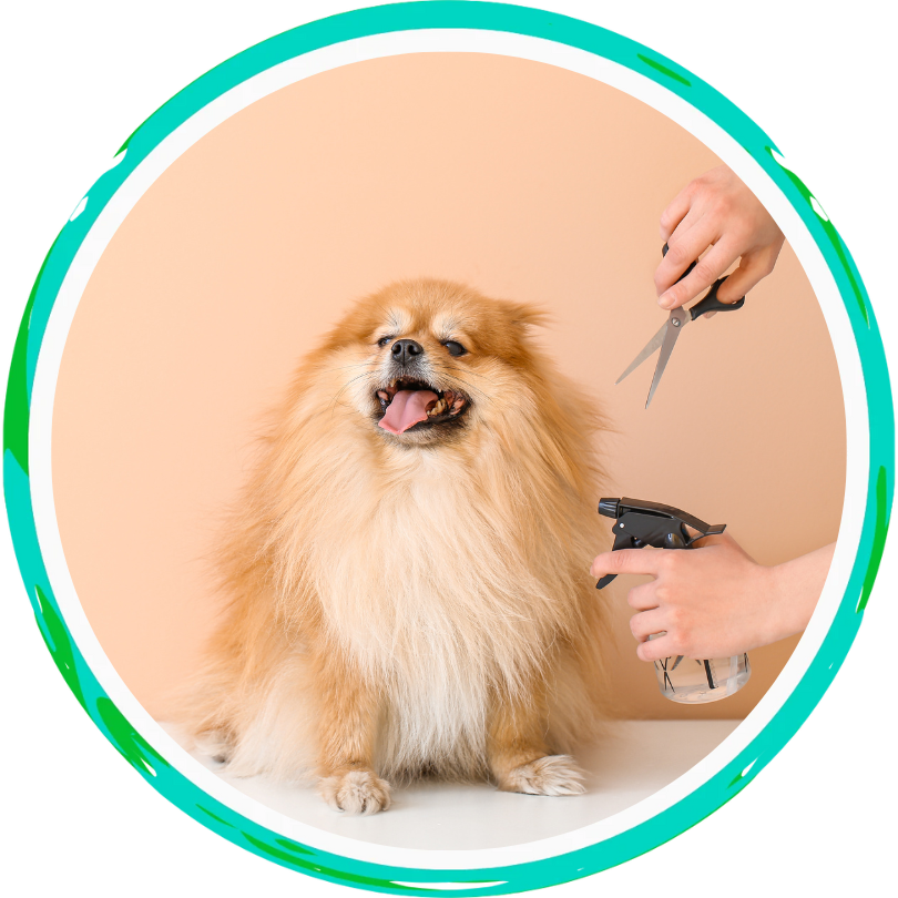 a happy pomeranian getting a cut