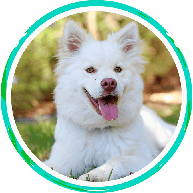 Pet Health & Wellness
