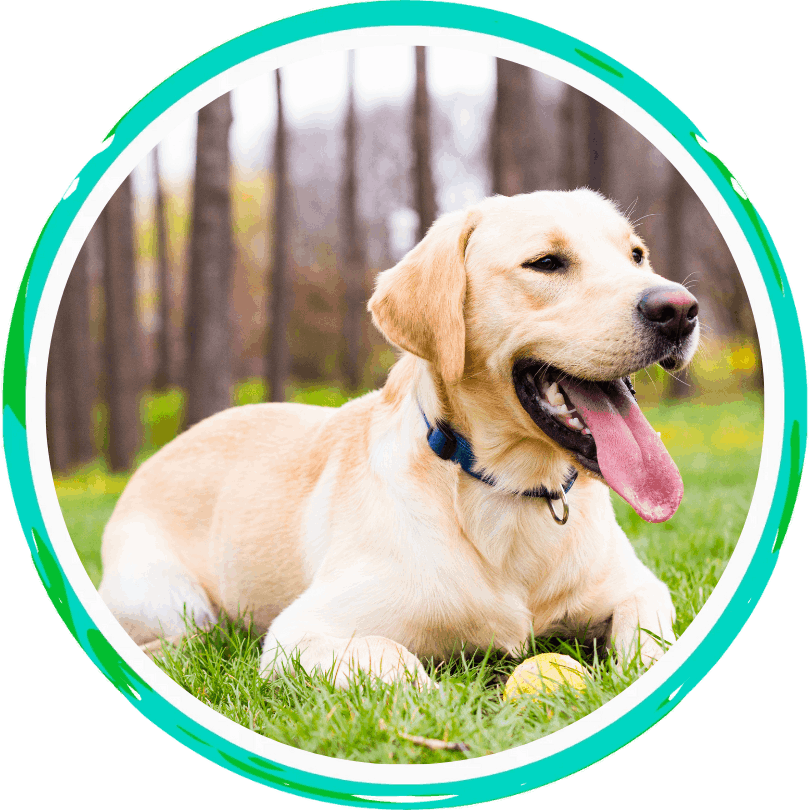 a yellow lab laying down on the grass