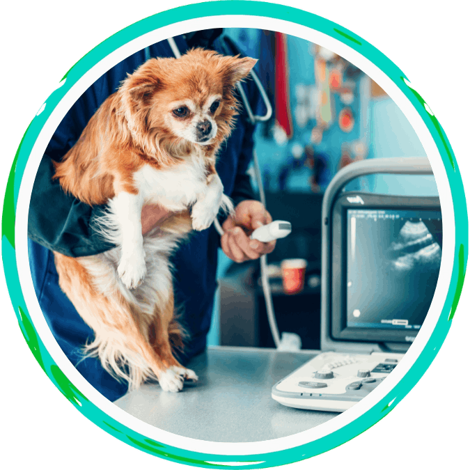 Pet Radiology & Ultrasound