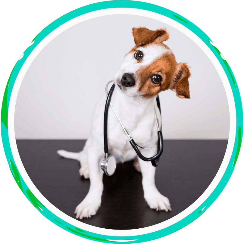 a small brown and white dog with a stethoscope around it's neck