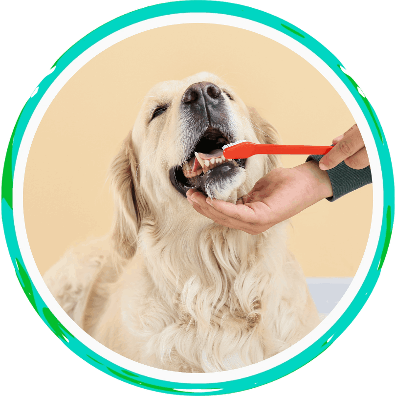a golden retriever getting it's teeth brushed