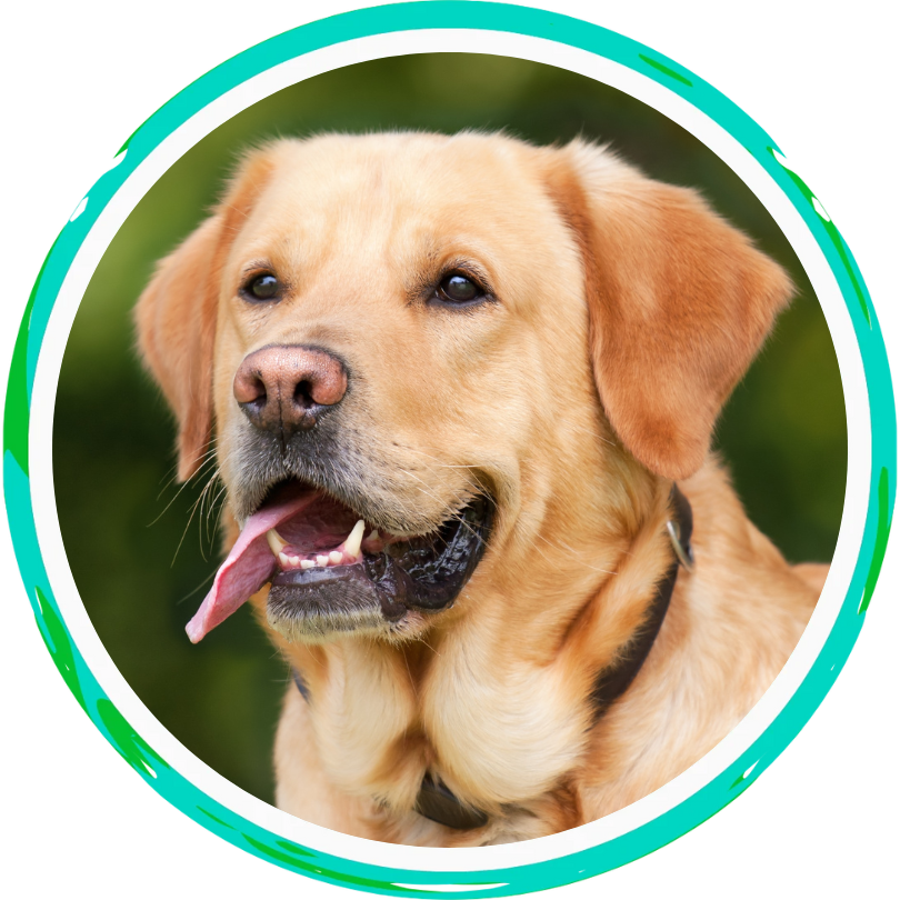 a yellow lab smiling with it's tongue out