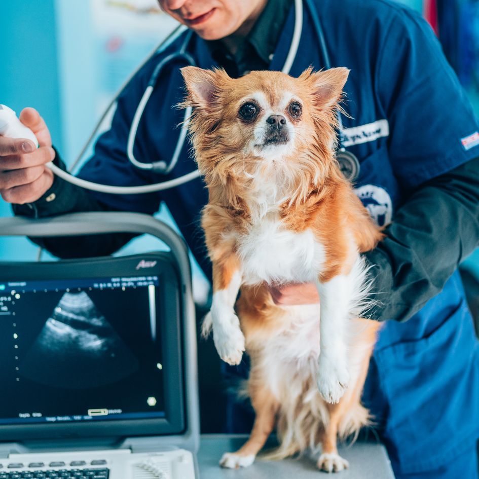 Radiology & Ultrasound