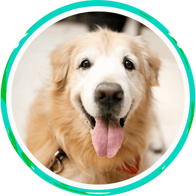 Senior Pet Care & Pain Management