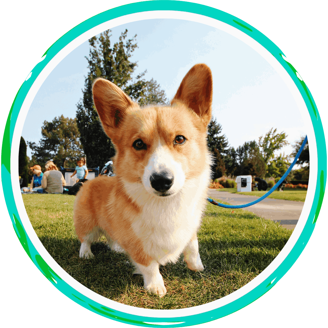 a corgi on a leash at the park
