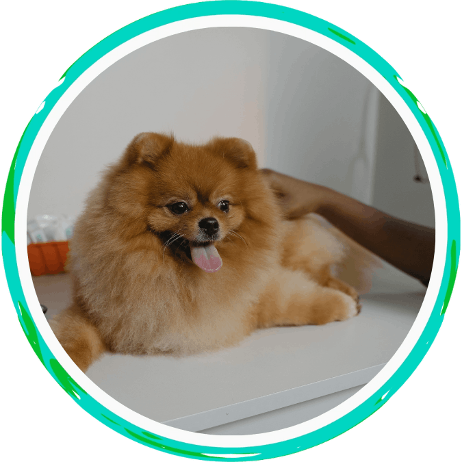 Veterinary Diagnostics