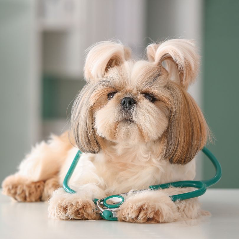 Common Signs of Pet Dental Problems