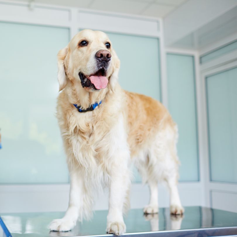 Why Are Routine Pet Checkups So Important?