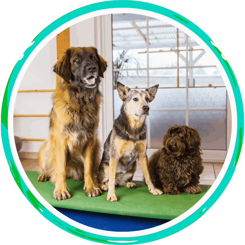 three dogs at a doggy day care