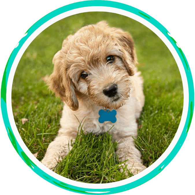 pet food orders