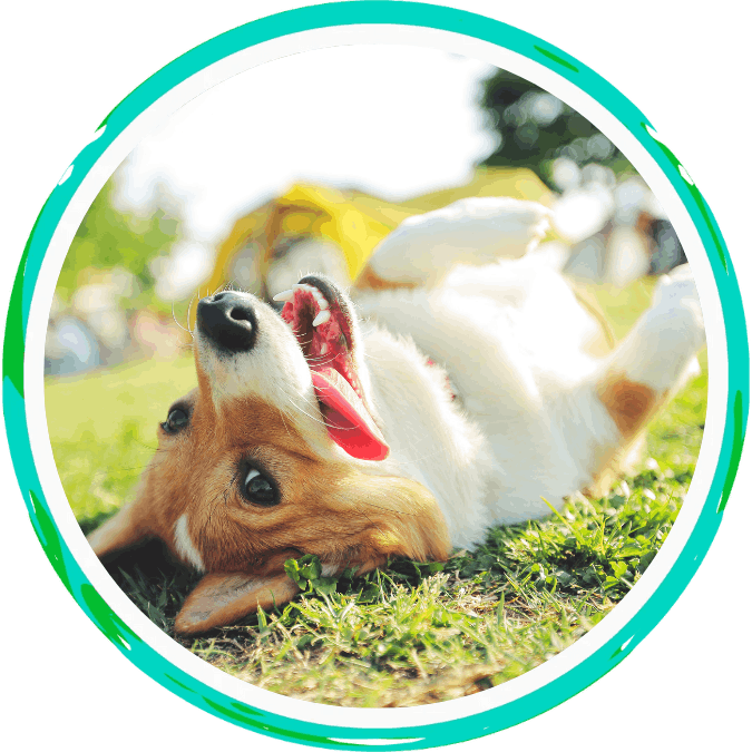 your pet’s boarding stay