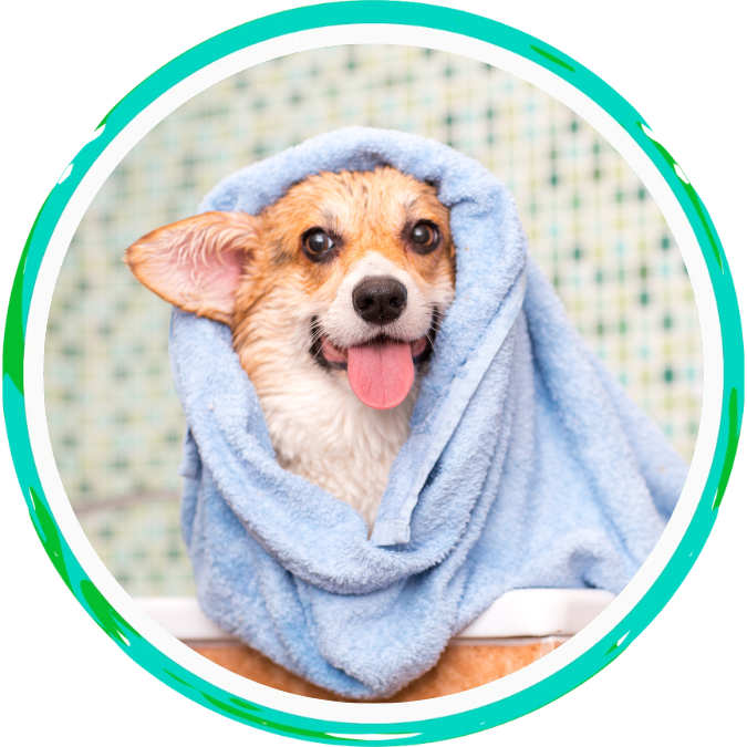 your pet’s grooming appointment