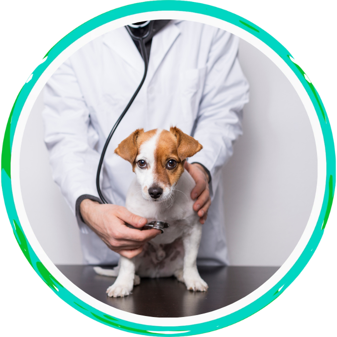 Your Pet's Procedure