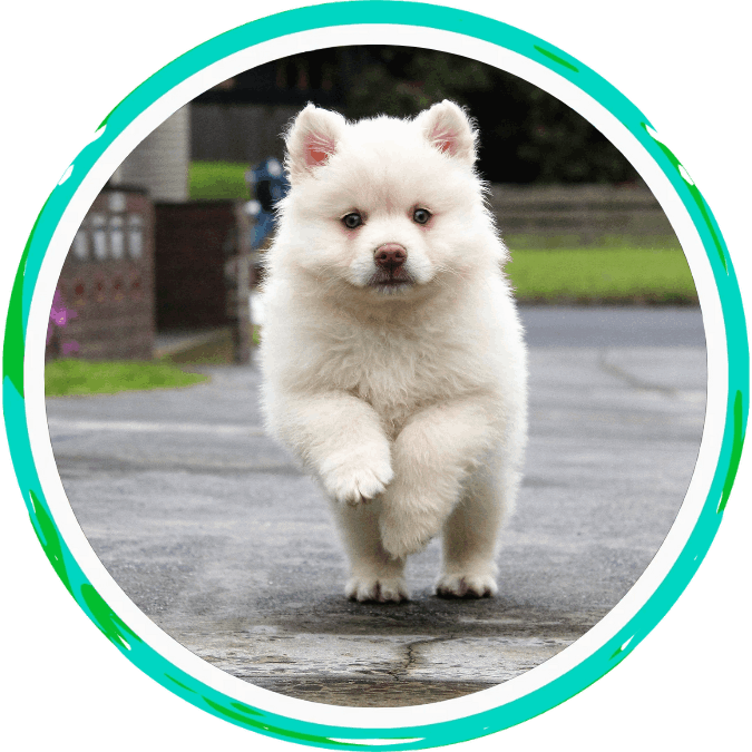 your-pets-spay-and-neuter-procedure