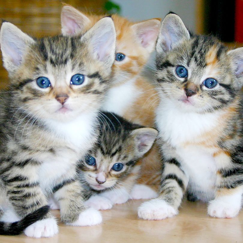 Cat boarding services