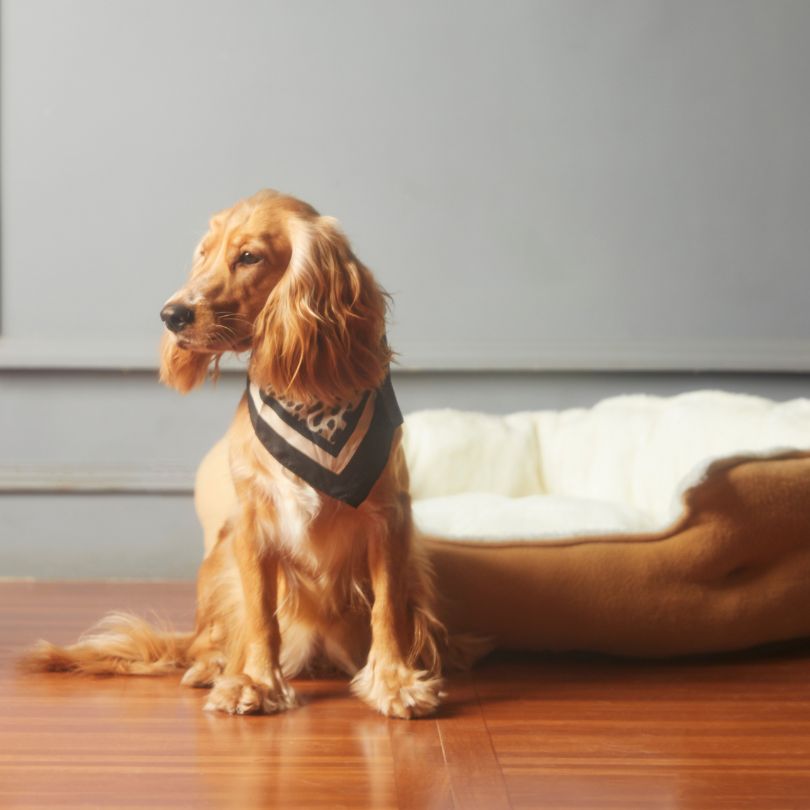 Dog Boarding