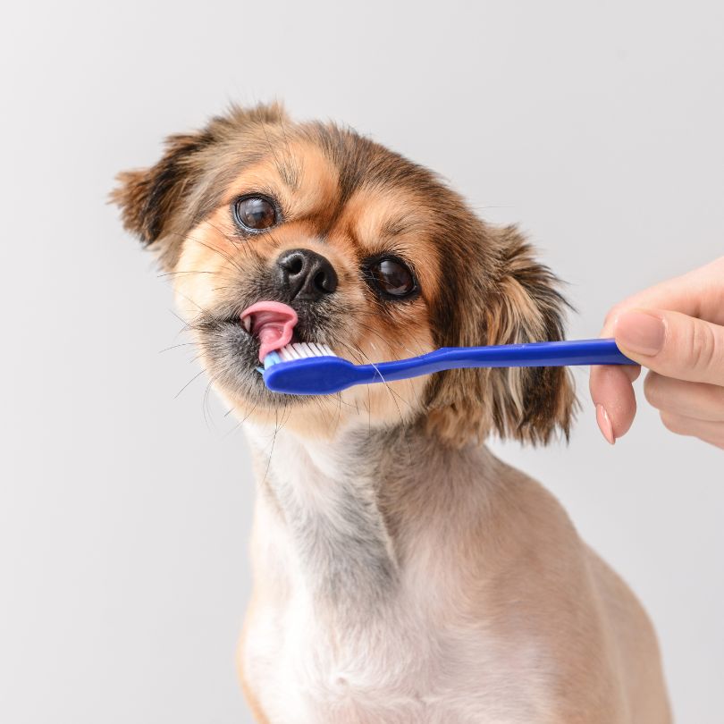 Experienced Pet Dental