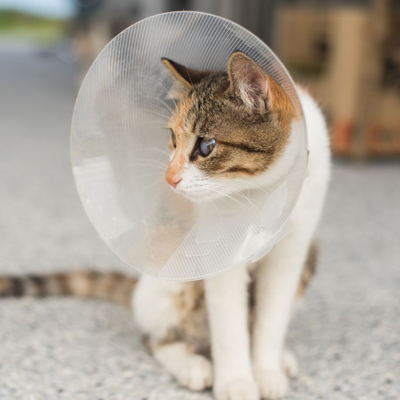 Expert-Pet-Surgery.