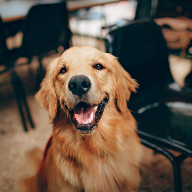 Happy Dog