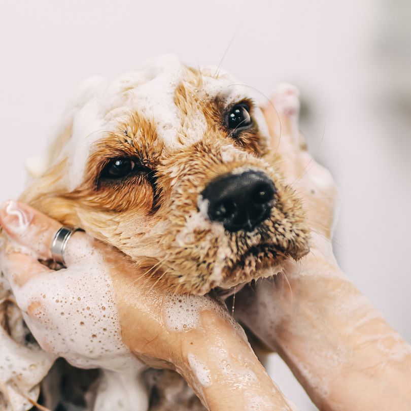 Pet Bathing Services