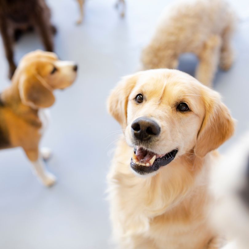 Daycare Services
