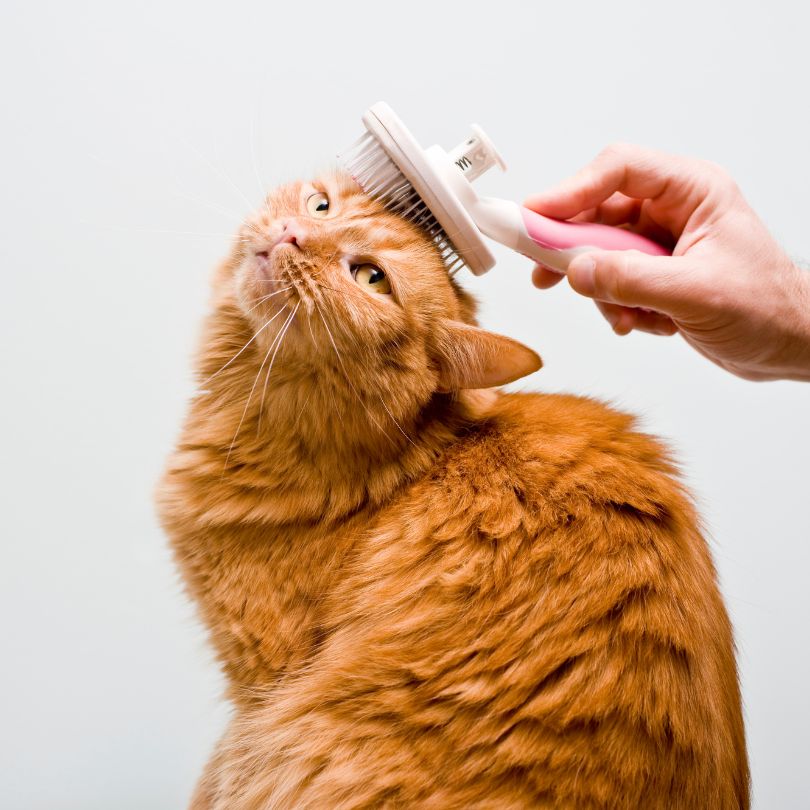Pet Grooming Matters
