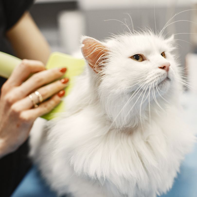 Pet Haircuts