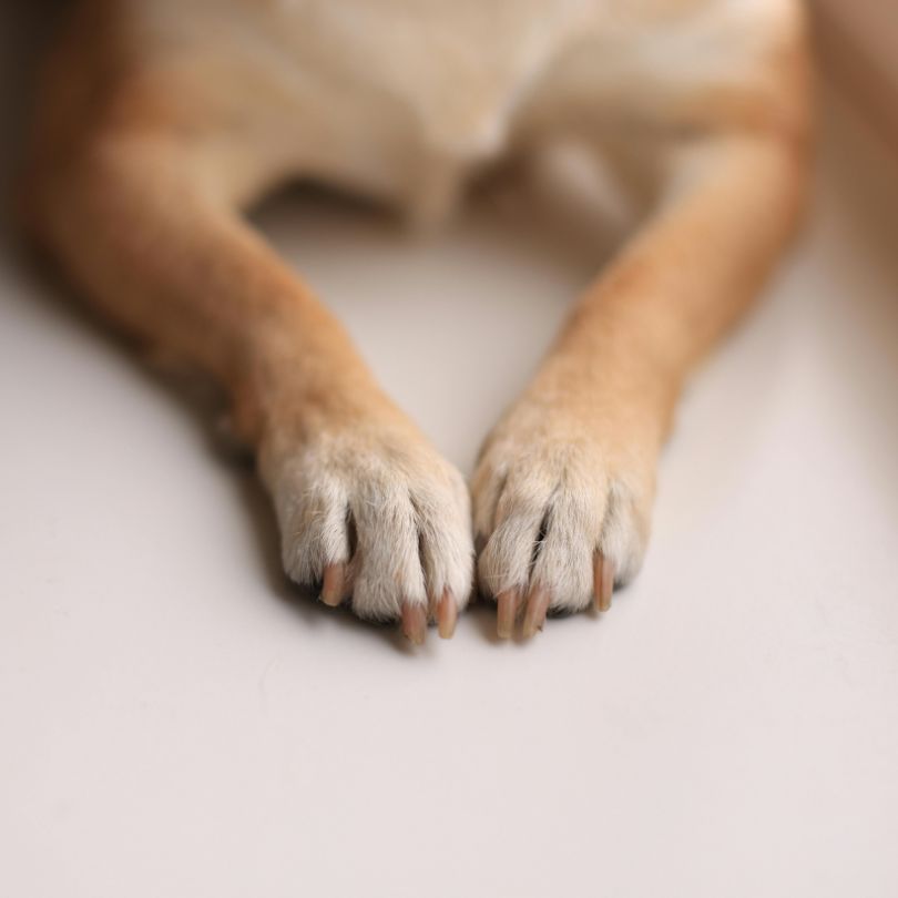Pet Nail Trimming