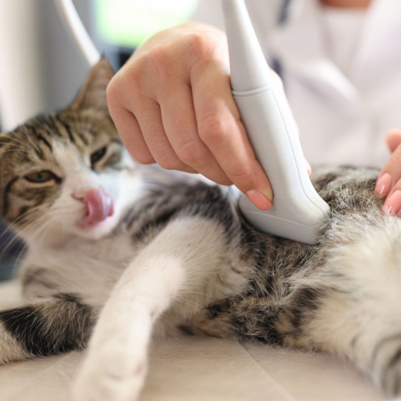 Pet Radiology & Ultrasound Matter
